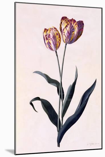Tulip, C.1744-Georg Dionysius Ehret-Mounted Giclee Print