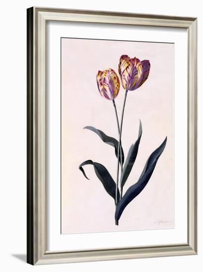 Tulip, C.1744-Georg Dionysius Ehret-Framed Giclee Print