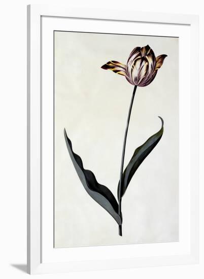 Tulip, C.1745-Georg Dionysius Ehret-Framed Giclee Print