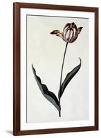 Tulip, C.1745-Georg Dionysius Ehret-Framed Giclee Print