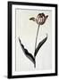 Tulip, C.1745-Georg Dionysius Ehret-Framed Giclee Print