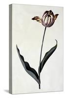 Tulip, C.1745-Georg Dionysius Ehret-Stretched Canvas