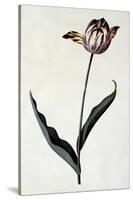 Tulip, C.1745-Georg Dionysius Ehret-Stretched Canvas