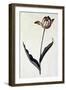 Tulip, C.1745-Georg Dionysius Ehret-Framed Giclee Print