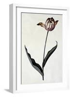 Tulip, C.1745-Georg Dionysius Ehret-Framed Giclee Print