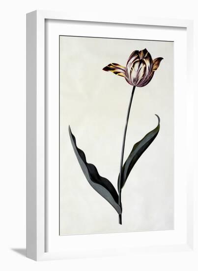 Tulip, C.1745-Georg Dionysius Ehret-Framed Giclee Print