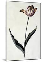 Tulip, C.1745-Georg Dionysius Ehret-Mounted Giclee Print