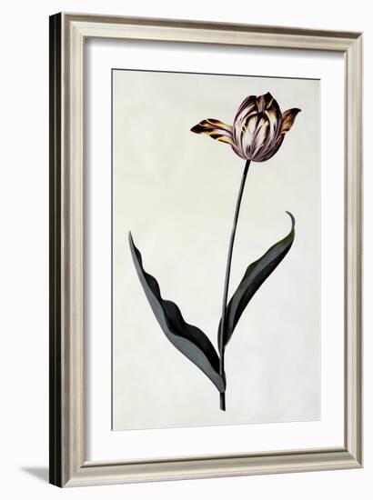 Tulip, C.1745-Georg Dionysius Ehret-Framed Giclee Print