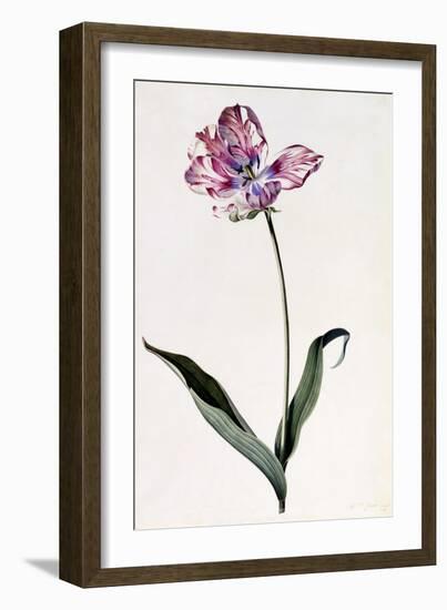 Tulip, C.1745-Georg Dionysius Ehret-Framed Premium Giclee Print