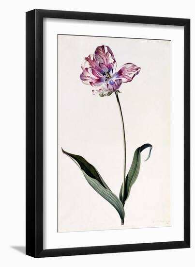 Tulip, C.1745-Georg Dionysius Ehret-Framed Premium Giclee Print