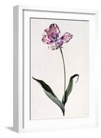 Tulip, C.1745-Georg Dionysius Ehret-Framed Premium Giclee Print