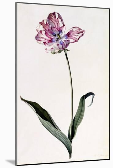 Tulip, C.1745-Georg Dionysius Ehret-Mounted Premium Giclee Print