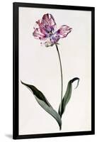 Tulip, C.1745-Georg Dionysius Ehret-Framed Giclee Print