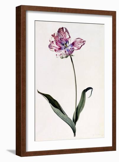 Tulip, C.1745-Georg Dionysius Ehret-Framed Giclee Print