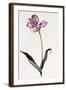 Tulip, C.1745-Georg Dionysius Ehret-Framed Giclee Print