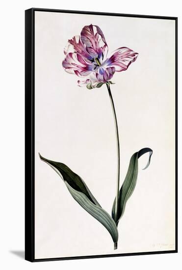 Tulip, C.1745-Georg Dionysius Ehret-Framed Stretched Canvas