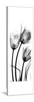 Tulip C54-Albert Koetsier-Stretched Canvas