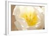 Tulip, Calyx, Cicatrix-Nikky Maier-Framed Photographic Print