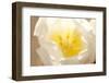 Tulip, Calyx, Cicatrix-Nikky Maier-Framed Photographic Print