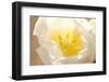 Tulip, Calyx, Cicatrix-Nikky Maier-Framed Photographic Print