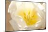 Tulip, Calyx, Cicatrix-Nikky Maier-Mounted Photographic Print