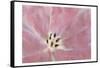 Tulip Center-Kimberly Allen-Framed Stretched Canvas