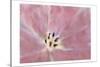 Tulip Center-Kimberly Allen-Stretched Canvas