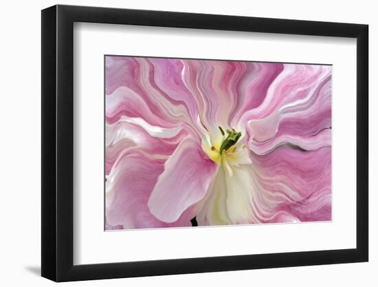 Tulip Close-Up, Keukenhof Gardens, Lisse, Netherlands, Holland-Adam Jones-Framed Photographic Print