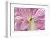 Tulip Close-Up, Keukenhof Gardens, Lisse, Netherlands, Holland-Adam Jones-Framed Photographic Print