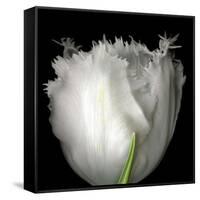 Tulip Close-up-Magda Indigo-Framed Stretched Canvas