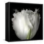 Tulip Close-up-Magda Indigo-Framed Stretched Canvas