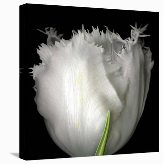 Tulip Close-up-Magda Indigo-Stretched Canvas