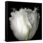 Tulip Close-up-Magda Indigo-Framed Stretched Canvas