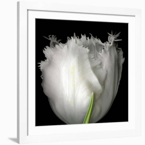 Tulip Close-up-Magda Indigo-Framed Photographic Print