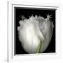 Tulip Close-up-Magda Indigo-Framed Photographic Print