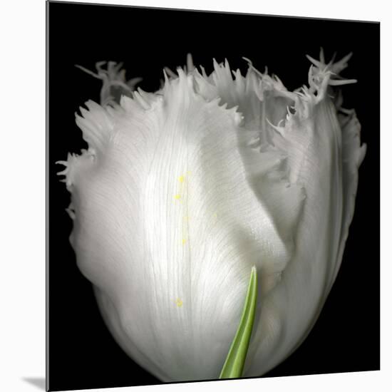 Tulip Close-up-Magda Indigo-Mounted Photographic Print