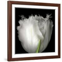 Tulip Close-up-Magda Indigo-Framed Photographic Print