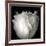 Tulip Close-up-Magda Indigo-Framed Photographic Print