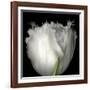 Tulip Close-up-Magda Indigo-Framed Photographic Print