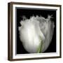 Tulip Close-up-Magda Indigo-Framed Photographic Print