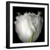 Tulip Close-up-Magda Indigo-Framed Photographic Print