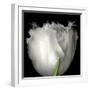 Tulip Close-up-Magda Indigo-Framed Photographic Print