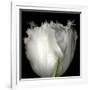 Tulip Close-up-Magda Indigo-Framed Photographic Print