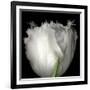 Tulip Close-up-Magda Indigo-Framed Photographic Print