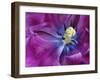 Tulip Closeup, Keukenhof Gardens, Lisse, Netherlands, Holland-Adam Jones-Framed Photographic Print