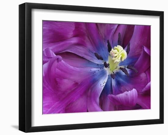 Tulip Closeup, Keukenhof Gardens, Lisse, Netherlands, Holland-Adam Jones-Framed Photographic Print