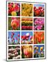 Tulip Collage-SNEHITDESIGN-Mounted Photographic Print