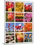 Tulip Collage-SNEHITDESIGN-Mounted Photographic Print