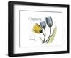 Tulip Compassion-Albert Koetsier-Framed Premium Giclee Print