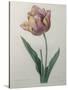 Tulip Cultivar-Pierre-Joseph Redoute-Stretched Canvas